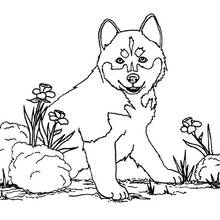 Coloriage Chien chiot assis parmi les fleurs