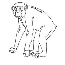 Coloriage Chimpanzé marchant à quatre pattes