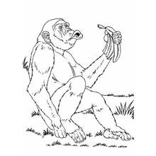 Coloriage Chimpanzé tenant une banane