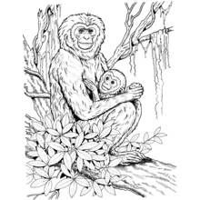 Coloriage Chimpanzé maman tenant son bébé dans un arbre