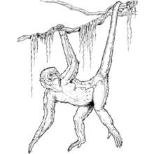 Coloriage Chimpanzé suspendu à une branche