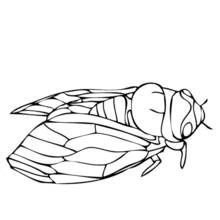 Coloriage Cigale posée avec ses ailes repliées