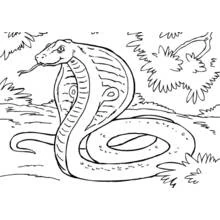 Coloriage Cobra dressé au milieu de l'herbe