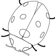 Coloriage Coccinelle vue de dessus avec ses points ronds