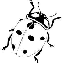 Coloriage Coccinelle vue de dessus