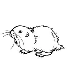 Cochon dinde - Coloriages gratuits à imprimer