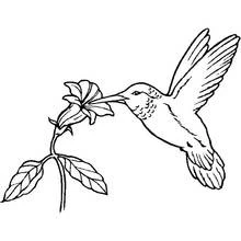 Coloriage Colibri butinant une fleur