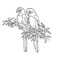 Coloriage Deux perroquets posés sur une branche feuillue