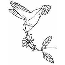 Coloriage Colibri butinant une fleur