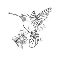 Colibri - Coloriages gratuits à imprimer