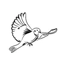 Coloriage Colombe volant ailes déployées