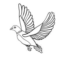 Coloriage Colombe volant avec les ailes déployées