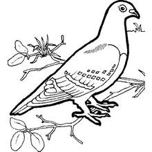 Coloriage Colombe posée sur une branche feuillue