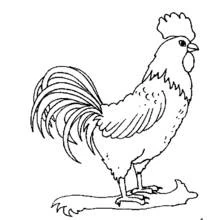 Coloriage Coq debout fièrement