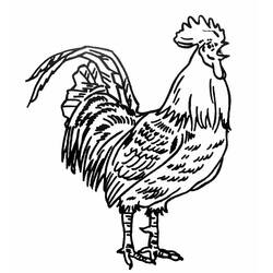 Coloriage Coq debout la queue déployée en train de chanter
