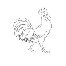 Coloriage Coq debout et fier