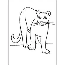 Cougar - Coloriages gratuits à imprimer