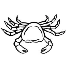 Coloriage Crabe vu de face avec les pattes déployées