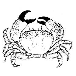Coloriage Crabe vu de face avec pinces levées