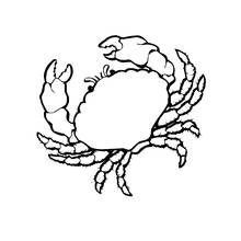 Coloriage Crabe aux grandes pinces et pattes hérissées