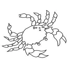 Coloriage Crabe aux grosses pinces et longues pattes