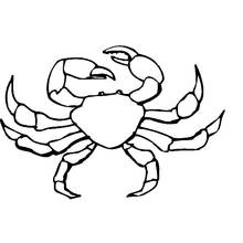 Coloriage Crabe vu de face avec pinces ouvertes