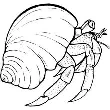 Coloriage Crabe ermite sortant de sa coquille