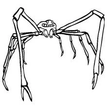 Coloriage Crabe araignée japonais aux longues pattes