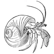 Coloriage Crabe sortant d'une coquille en spirale