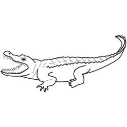 Coloriage Crocodile gueule ouverte montrant ses dents