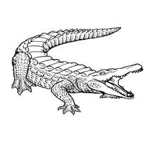 Coloriage Crocodile à queue enroulée et gueule ouverte