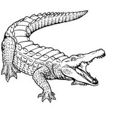 Coloriage Crocodile gueule ouverte et queue enroulée