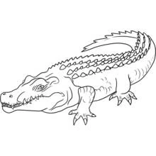 Crocodile - Coloriages gratuits à imprimer