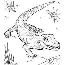 Coloriage Crocodile à la queue recourbée près des herbes