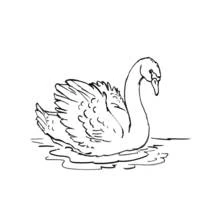 Coloriage Cygne glissant sur l'eau