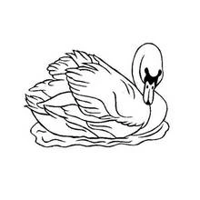 Coloriage Cygne flottant gracieusement sur l'eau
