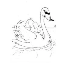 Coloriage Cygne nageant gracieusement sur l'eau