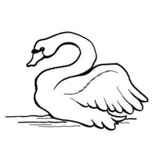 Coloriage Cygne flottant avec une aile levée