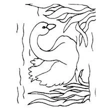 Coloriage Cygne nageant parmi les roseaux