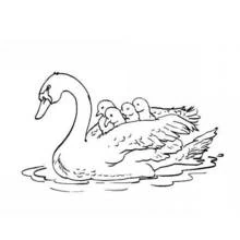 Cygne - Coloriages gratuits à imprimer