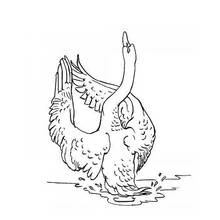 Coloriage Cygne battant des ailes sur l'eau