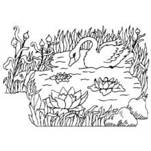 Coloriage Cygne glissant sur un étang fleuri de nénuphars