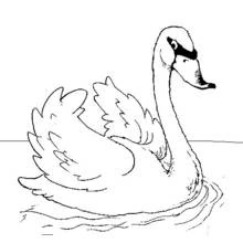 Coloriage Cygne flottant gracieusement sur l'eau