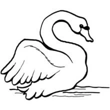 Coloriage Cygne au cou courbé et à l'aile déployée