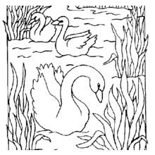 Coloriage Cygne nageant parmi les roseaux