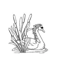 Coloriage Cygne paré d'un collier de fleurs près des roseaux