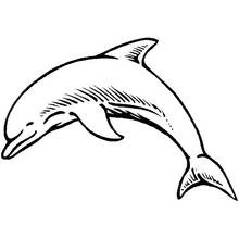 Dauphin - Coloriages gratuits à imprimer