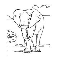 Coloriage Éléphant marchant dans la savane