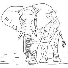 Coloriage Éléphant de face avec grandes oreilles