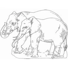 Coloriage Éléphant marchant avec son éléphanteau